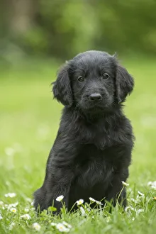 Flat coated retriever cross puppies for sale sale