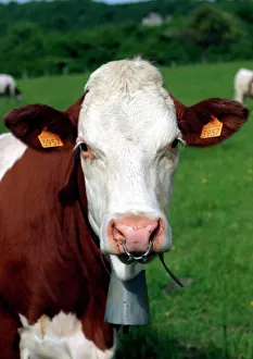 Pie Rouge cow - close-up of head with tagged ears, ringed nose and bell Pie Rouge cow - close-up of head with tagged ears, ringed nose and bell