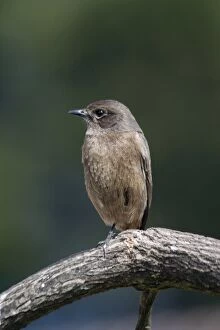 Images Dated 8th January 2005: Pied Bushchat / Pied Bush Chat - Female, perched on branch. Frequents cultivated areas
