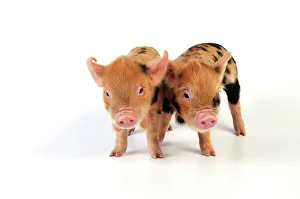 Pig - 1 week old Kune Kune piglets Pig - 1 week old Kune Kune piglets