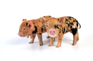 Pig - 1 week old Kune Kune piglets Pig - 1 week old Kune Kune piglets