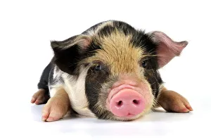 Pig - 2 week old Kune Kune piglet Pig - 2 week old Kune Kune piglet