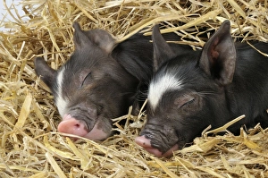 Pig - Berkshire piglets asleep in straw Pig - Berkshire piglets asleep in straw