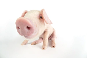 Pig. British lop piglet on white background Pig. British lop piglet on white background