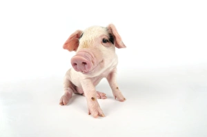 Pig. Gloucester old spot piglet on white background Pig. Gloucester old spot piglet on white background