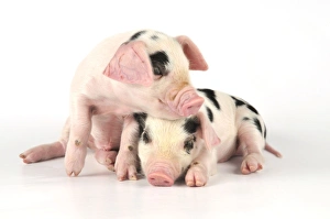 Pig. Gloucester old spot piglets on white background Pig. Gloucester old spot piglets on white background