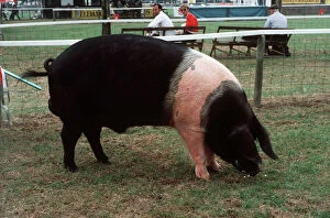 Boar Collection: Pig / Hampshire Boar