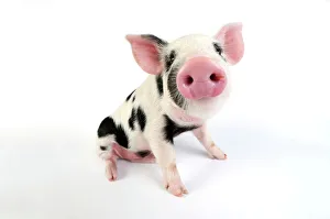 Pig - Kune Kune cross Gloucester Old Spot piglet Pig - Kune Kune cross Gloucester Old Spot piglet