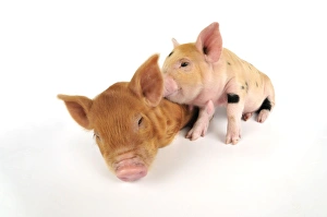 Pig. Kune Kune piglets on white background Pig. Kune Kune piglets on white background