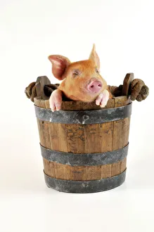 Pig - Large white cross piglet in bucket with eyes shut Pig - Large white cross piglet in bucket with eyes shut