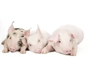 Prints of LA-9125 Pig - Piglets Jean-Michel Labat Images Dated 2010 June: Pig Print from Piglets LA-9125 by Jean-Michel Labat