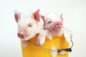PIG - Piglets sitting in a bucket covered in soap suds PIG - Piglets sitting in a bucket covered in soap suds