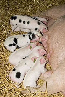 Pigs - Gloucester Old Spot piglets sucking from sow Pigs - Gloucester Old Spot piglets sucking from sow