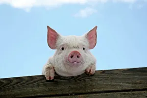 PIGS. Piglet looking over door PIGS. Piglet looking over door
