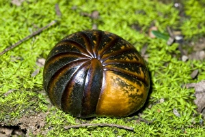 Pill Millipede rolled up in self defence. Emerge from resting places when humidity high Pill Millipede rolled up in self defence. Emerge from resting places when humidity high