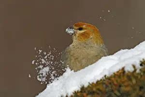 Nature Photography Prints: Pine Grosbeak