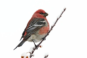 Pine Grosbeak - adult male in winter Pine Grosbeak - adult male in winter