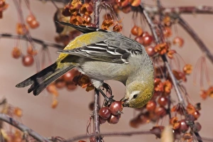 Pine Grosbeak - eating berries Pine Grosbeak - eating berries