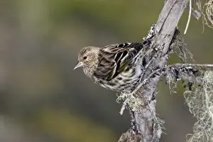 Personal Use Bird Prints Only Prints: Pine Siskin