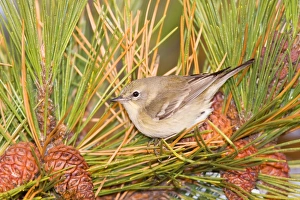 Pine Warbler - first winter female Pine Warbler - first winter female
