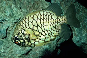 Pinecone Fish - symbiotic bacteria-biolumnescent organs Pinecone Fish - symbiotic bacteria-biolumnescent organs