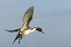 M Watson Wildlife Photography Prints: Pintail - in flight