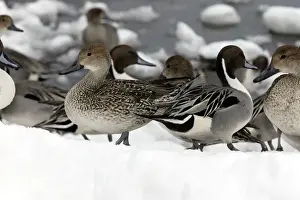 Personal Use Bird Prints: Pintail - group
