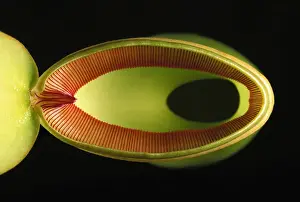 Tropical Pitcher Plants Prints: Pitcher Plant - from above