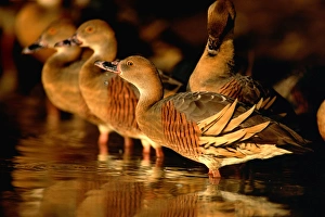 Plumed whistling-duck / Grass whistling-duck - Drinking / bathing, late afternoon Plumed whistling-duck / Grass whistling-duck - Drinking / bathing, late afternoon