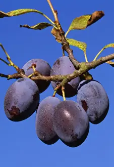 Plant Identification Guide Prints: Plums - ripe