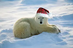 Polar Bear Prints: Polar Bear FG-6238-m Christmas Print