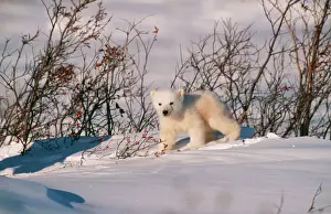 Polar Bear Prints: Polar Bear Cub Print - Ursus maritimus, M. Watson