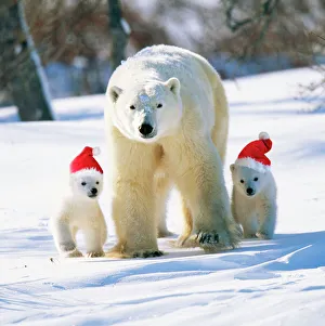 Polar Bear - Parent with cubs wearing Christmas hats Polar Bear - Parent with cubs wearing Christmas hats
