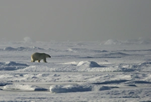 Polar Bear - single bear in frozen landscape habitat Polar Bear - single bear in frozen landscape habitat