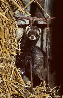 Johan De Meester Art Prints: Polecat in barn by long pitchfork