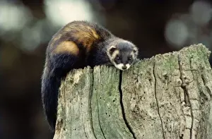 Johan De Meester Photography Prints: Polecat on a hollow tree