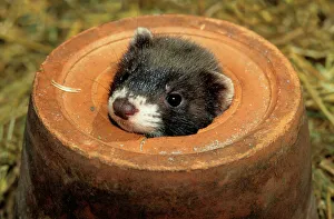 Polecat - Young in a flowerpot Polecat - Young in a flowerpot