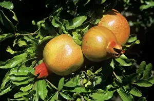 Close Up Plant Photos Prints: Pomegranate Fruit