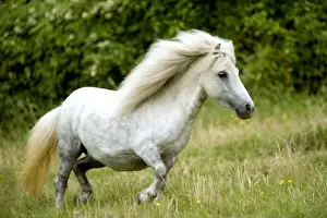 Jean Michel Labat Artist Prints: Pony - grey