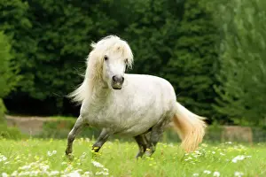 Equine Art Prints: Pony - grey, cantering in field