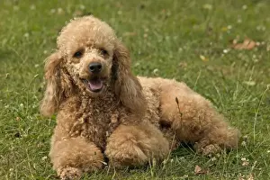Prints of LA-1268 Poodle Dog - lying down Jean Michel Labat Please note that prints are for personal display purposes only and may not be reproduced in any way. Images Dated 2004 June: Poodle Dog Print LA-1268 lying down