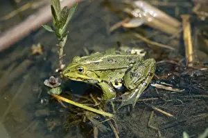 European Frog Species Prints: Pool Frog