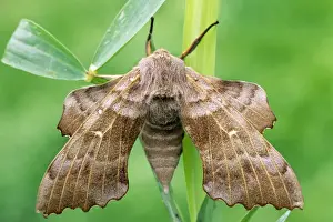 Poplar Hawk-moth Print ME-1919 Laothoe populi