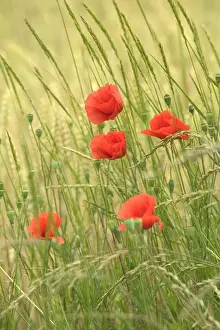 Jean Michel Labat Prints: Poppies