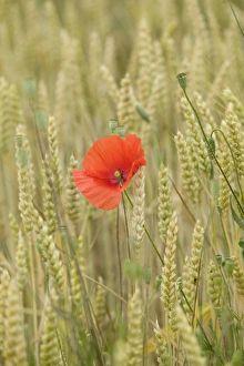 Poppies - in wheat / corn field Poppies - in wheat / corn field