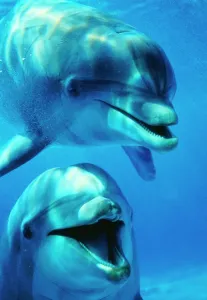 Dolphins And Whale Prints: Bottlenose Dolphin Print - Close-Up Portrait
