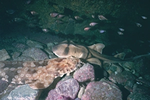 Port Jackson / Horned Shark and a Wobbygong Shark (Orectolobus maculatus Port Jackson / Horned Shark and a Wobbygong Shark (Orectolobus maculatus