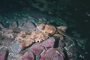 Port Jackson Shark and Wobbygong (Orectolobus ornatus) - These 2 sharks Port Jackson Shark and Wobbygong (Orectolobus ornatus) - These 2 sharks