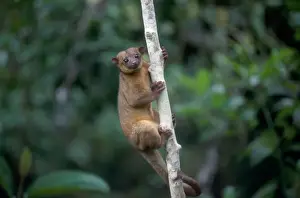 Exotic Animal Photography Prints: Potos flavus