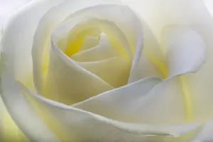 Studio Flower Photography Prints: White Rose